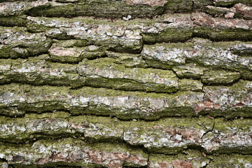 Bark texture background pattern crack old brown for design