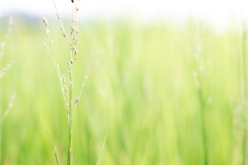 Grass flower in green meadow at valley with sunlight in the morning.