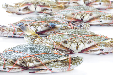 Fresh blue crab on white background for cooking.