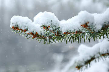 Snowy spruce twig