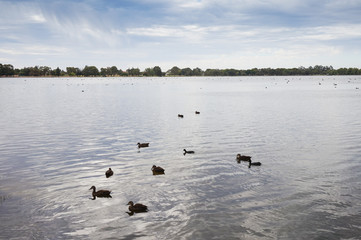 Duck on the river in summer