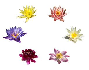 A collage of colorful water lilies and lotuses on white background isolated