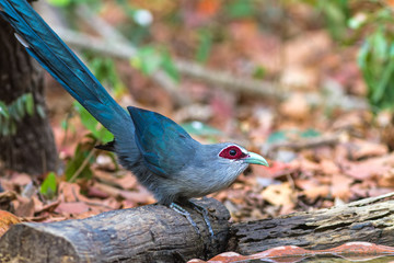 Beautiful of Green billed Malkoha (Phaenicophaeus tristis) on tub