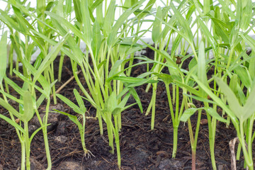Vegetable crop in laboratory for scientists studying of science and selective.