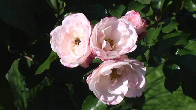 Eine Biene bohrt sich in eine rose Rosenblüte