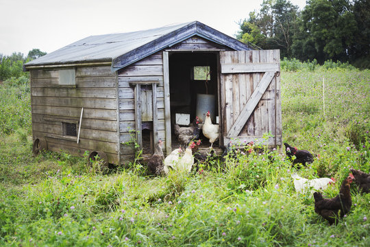 Chickens standing around a coop in a field.