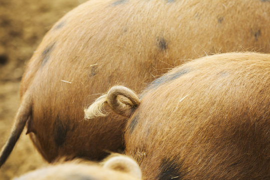 Two pigs, tails close up in a field.