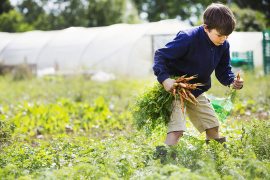 A boy picking carrots in a vegetable patch.