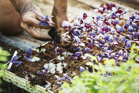 A man removing seedlings from a frame.