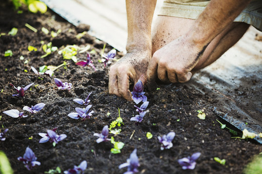 A man kneeling down planting seedlings.