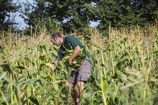 A man harvesting ripe sweet corn cobs,