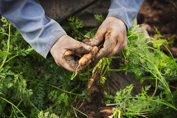 A person lifting and cleaning carrots in a field. 