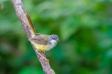 Yellow-bellied Prinia or Yellow-bellied Wren-warbler(Prinia flaviventris), beautiful yellow bird on branch with green background.