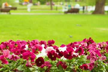 colorful flowers in the green park