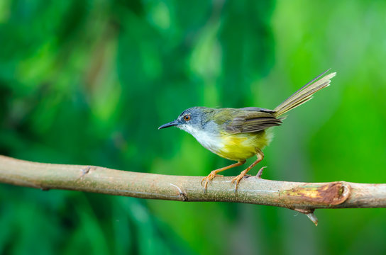 Yellow-bellied Prinia or Yellow-bellied Wren-warbler(Prinia flaviventris), beautiful yellow bird on branch with green background.
