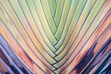 Texture or detail of travellers palm stalk.