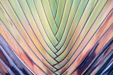 Photo sur Plexiglas Palmier Texture or detail of travellers palm stalk.