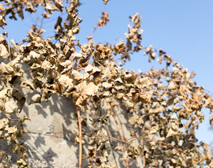 dry grape leaves against the blue sky