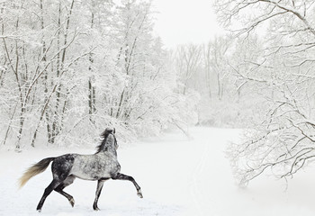Dapple-grey arabian horse in motion on snow field