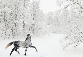  Dapple-grey arabian horse in motion on snow field © horsemen