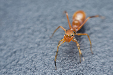 red ant spider on black metal background.