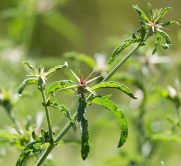 prickly plant in nature