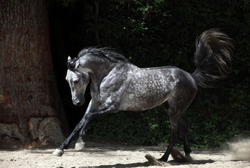 Dapple-grey arabian horse in motion on dark background