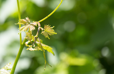 young grapes on nature