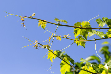 branch of grapes on a background of blue sky