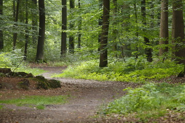 Laubwald, Bäume, Waldweg