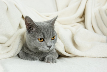 Blue British cat covered with blanket