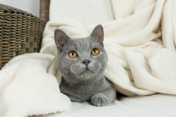 Fototapeta na wymiar Blue British cat covered with blanket