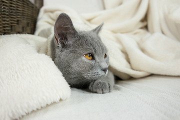 Fototapeta na wymiar Blue British cat covered with blanket
