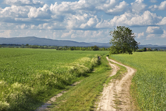 field and cart-road and cloudscape in spring