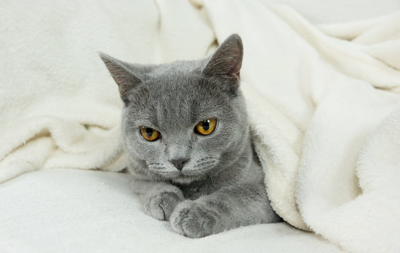 Blue British cat covered with blanket