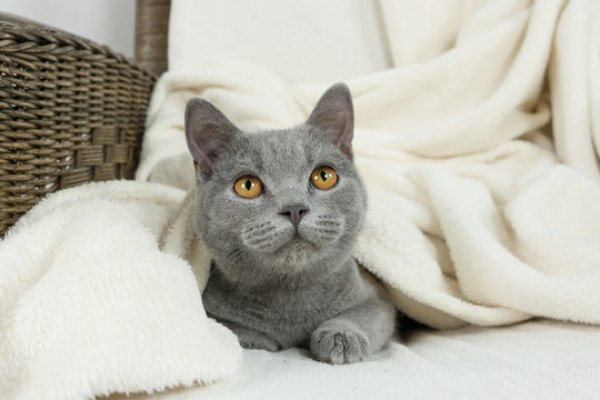 Blue British cat covered with blanket
