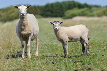 Naklejka premium Schaf und Lamm auf einem Deich in Jütland, Dänemark