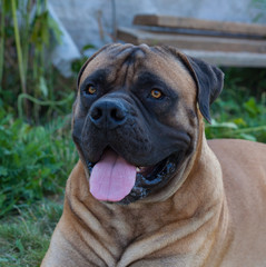 Fototapeta premium Eyes amber-colored. Closeup portrait of a beautiful dog breed South African Boerboel. South African Mastiff.