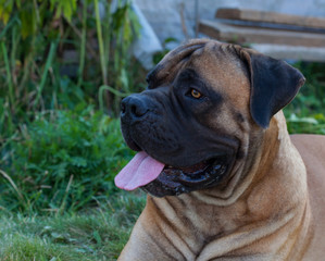 Eyes amber-colored. Closeup portrait of a beautiful dog breed South African Boerboel. South African Mastiff.