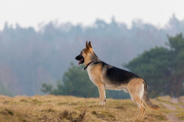 German shepherd standing