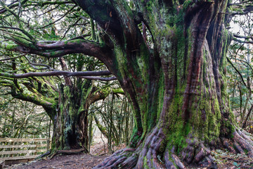 Tejos Comunes milenarios. Taxus baccata. Bosque El Tejedelo. Requejo de Sanabria, Zamora, España.