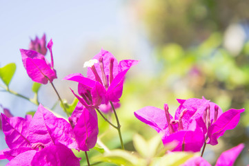Fototapeta na wymiar pink flower in the park, Bougainvillea flower