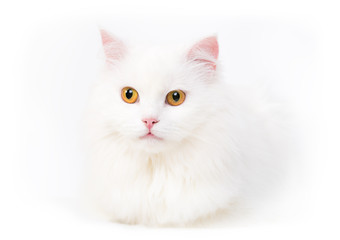 portrait of white cat on white background
