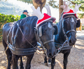 Black horses with carriage with funny Christmas hats