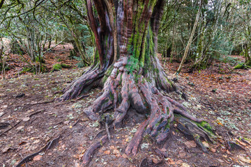 Tejo Común. Tronco y raíces con musgo y líquenes. Taxus baccata. Bosque El Tejedelo. Requejo de Sanabria, Zamora, España.