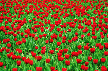 Fototapeta premium SONY DSC