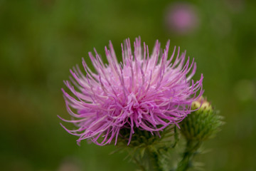 Thistle, close up