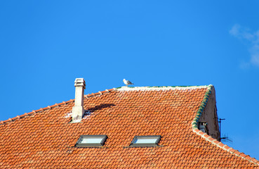 Fototapeta premium Seagull standing on a tiled roof of an house, Italy;