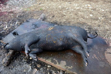 Slaughtered pig. Burned pig prepared for traditional butchering
