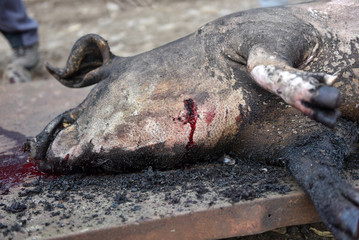 Slaughtered pig. Burned pig prepared for traditional butchering